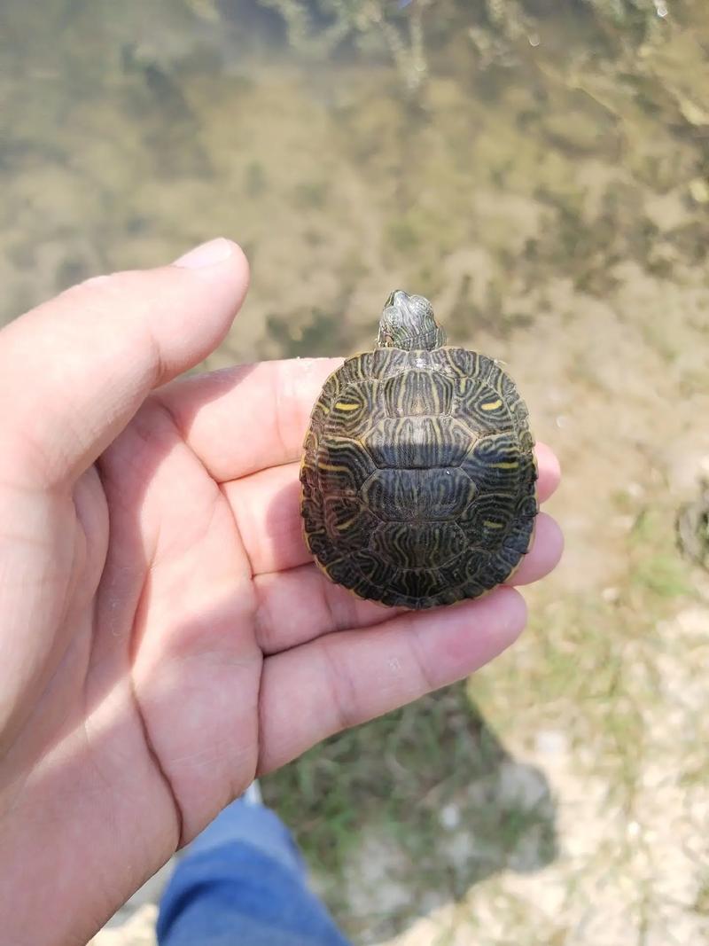 巴西乌龟离开水可以活多久